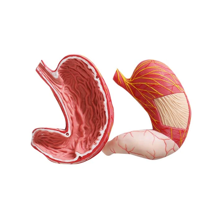 মানুষের পাচনতন্ত্রের জন্য মডেল