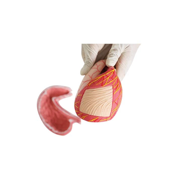 human stomach model anatomy human stomach model anatomy